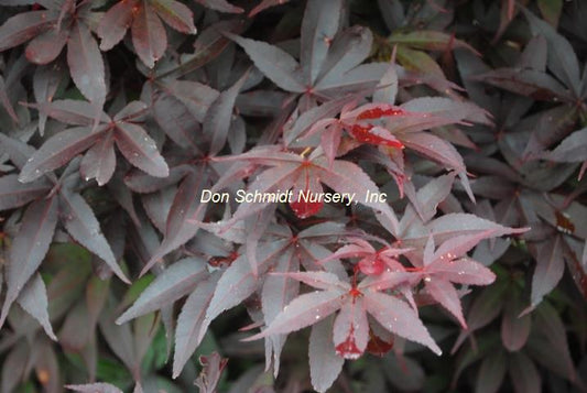Japanese Maple - Twombly's Red Sentinel