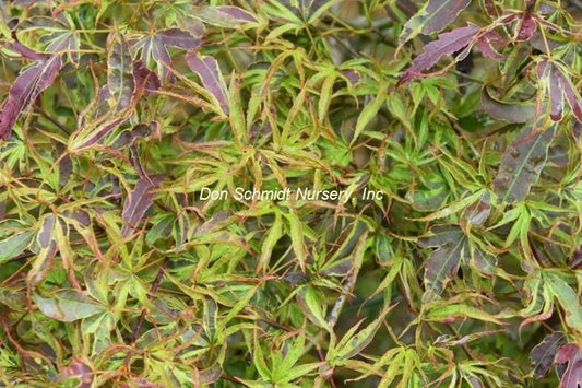 Japanese Maple - Manyo no Sato