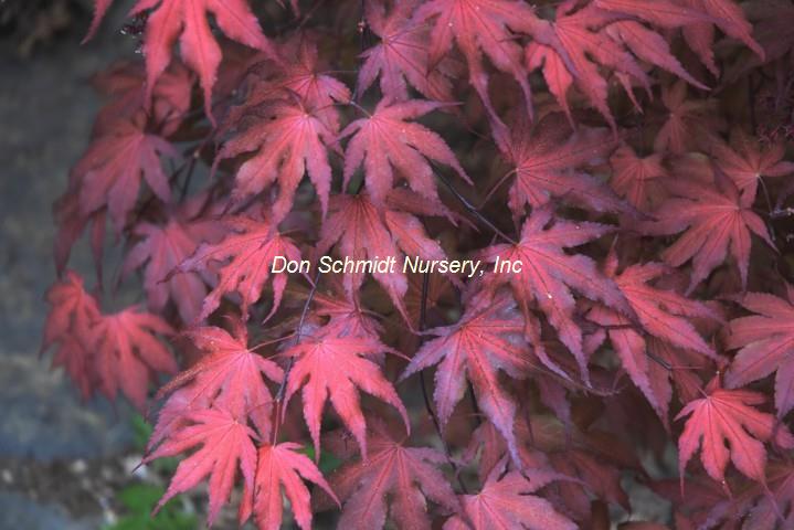 Japanese Maple - Purple Ghost