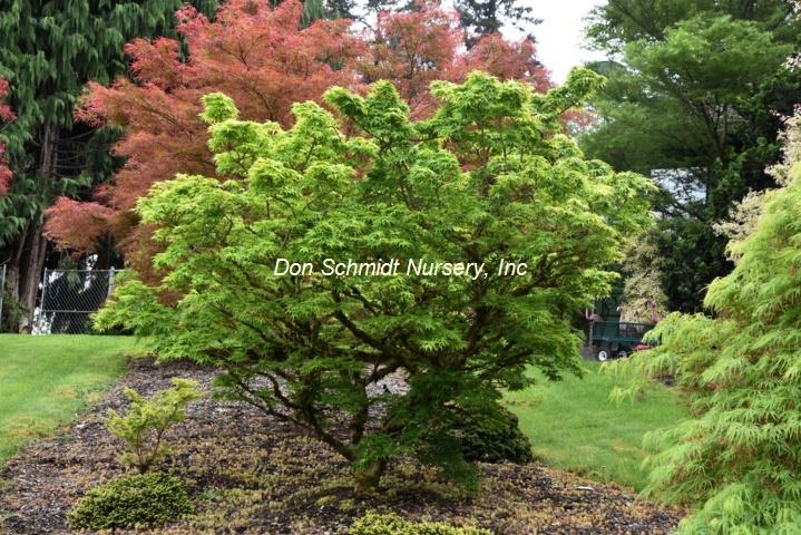 Japanese Maple - Mikawa Yatsubusa Dwarf