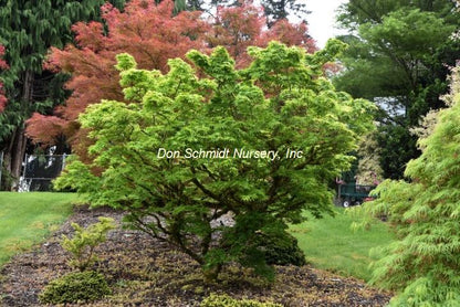 Japanese Maple - Mikawa Yatsubusa Dwarf