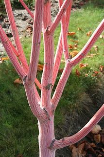 Maple - Phoenix Snakebark