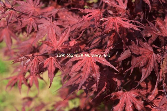Japanese Maple - Purple Ghost