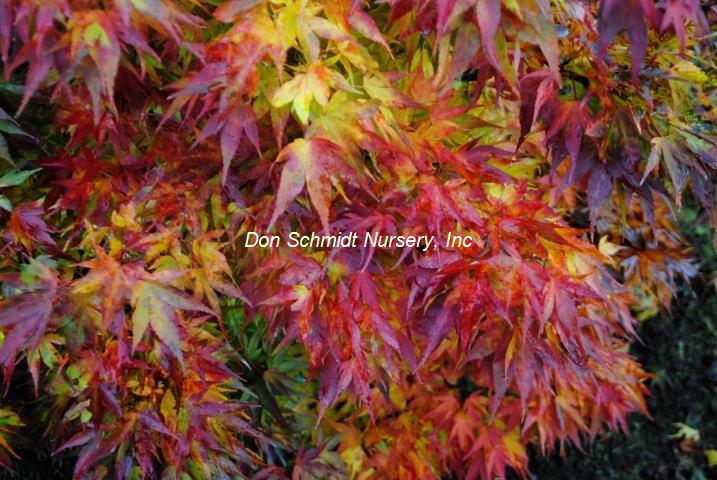 Japanese Maple - Mikawa Yatsubusa Dwarf