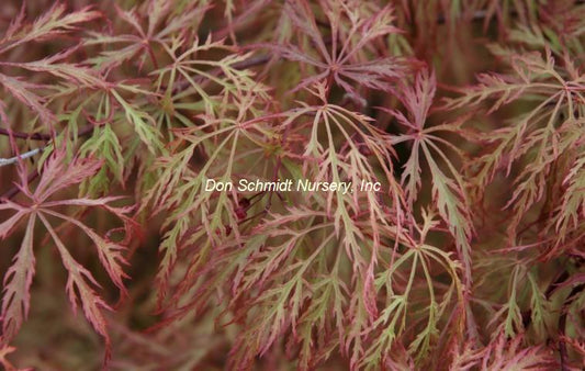 Japanese Maple - Baldsmith