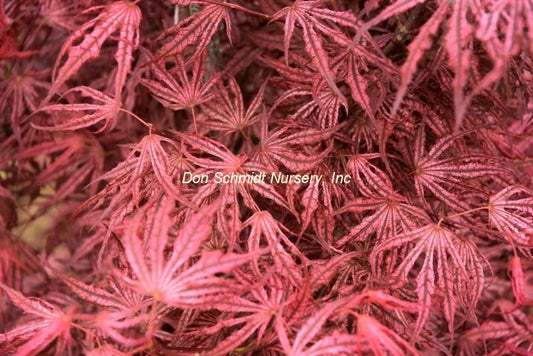 Japanese Maple - Mikazuki