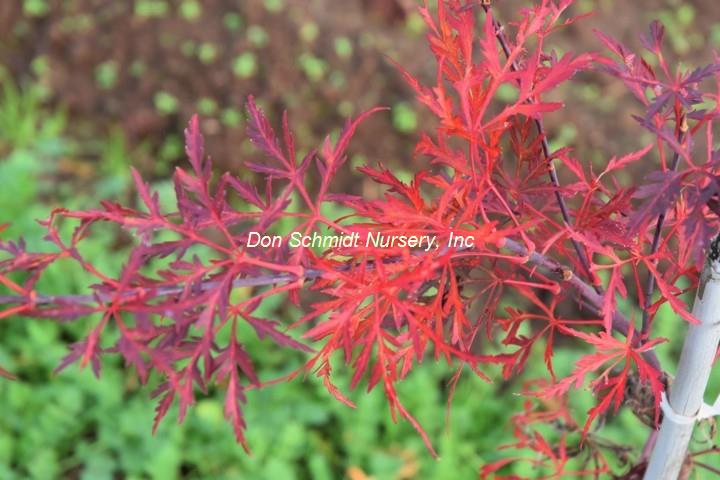 Japanese Maple - Crimson Princess Weeper