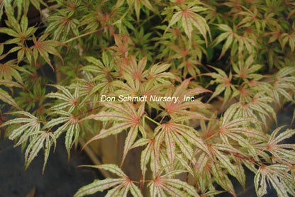 Japanese Maple - Mikazuki