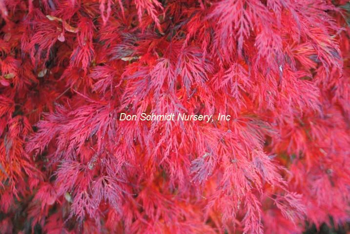 Japanese Maple - Emerald Lace Weeper
