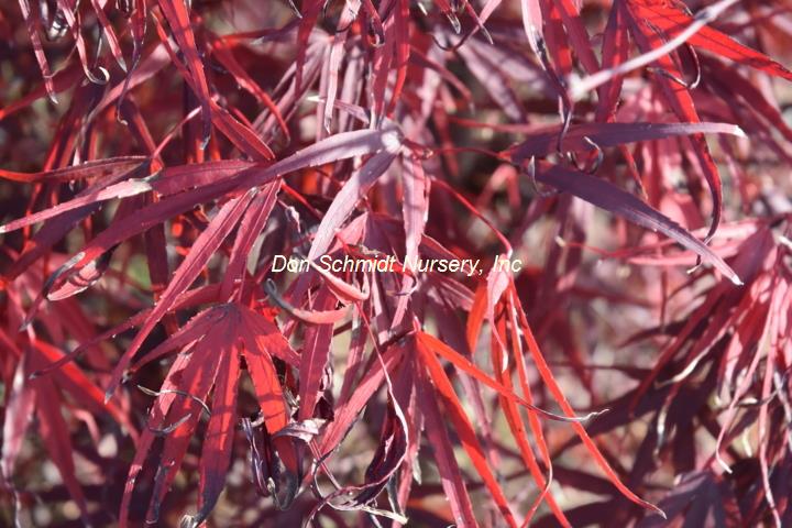 Japanese Maple - Pung Kil