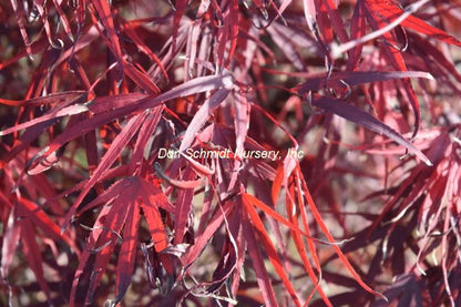 Japanese Maple - Pung Kil