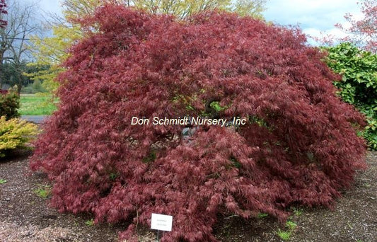 Japanese Maple - Everred Weeping