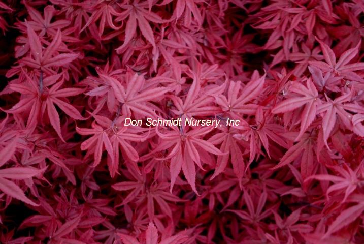 Japanese Maple - Sara D