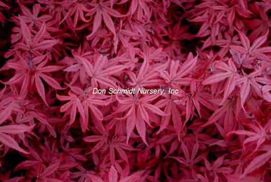 Japanese Maple - Sara D
