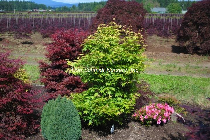Japanese Maple - Tsukasa Silouette