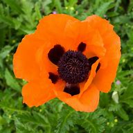 Papaver 'Prince of Orange' Oriental Poppy