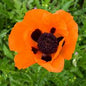 Papaver 'Prince of Orange' Oriental Poppy