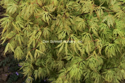 Japanese Maple - Sister Ghost