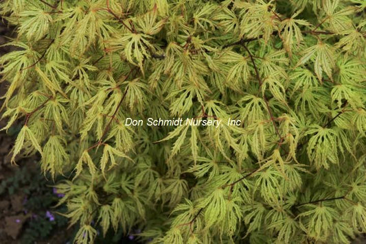 Japanese Maple - Sister Ghost