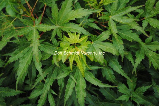 Japanese Maple - Tattoo