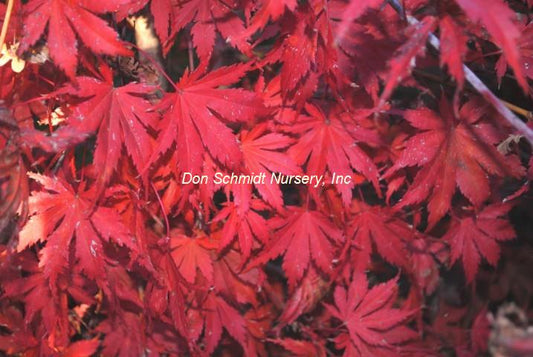 Japanese Maple - Ariadne