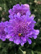 Scabiosia 'Vivid Violet' Pincushion Flower