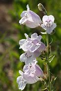 Penstemon Digitalis 'Foxglove Beardtongue'