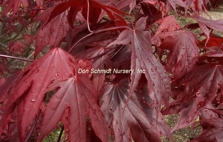 Japanese Maple - Bloodgood Red