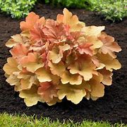 Heuchera 'Caramel' Coral Bells