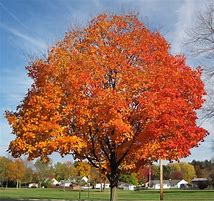 Sugar Maple