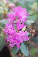 Rhododendron - PJM Regal