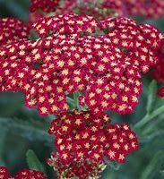 Achillea "Sassy Summer Sangria"