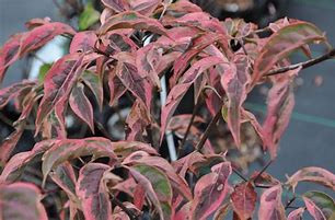 Dogwood - Stellar Pink Variegated