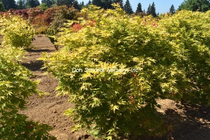 Japanese Maple - Yellow Bird