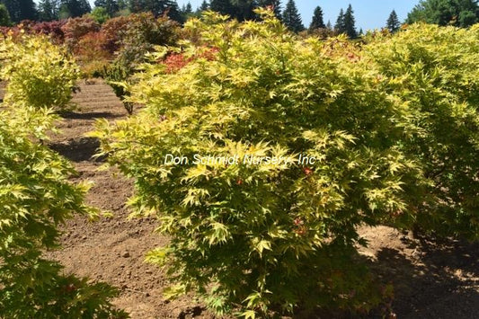 Japanese Maple - Yellow Bird