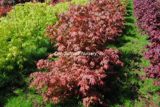 Japanese Maple - Ariadne