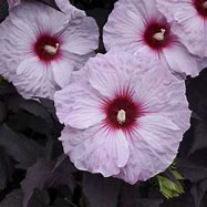 Hibiscus "Dark Mystery' Rose Mallow