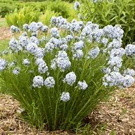 Amsonia 'String Theory' Blue Star