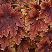 Heucherella 'Copper King' Coralbells