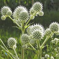 Eryngium yuccifolium Rattlesnake Master