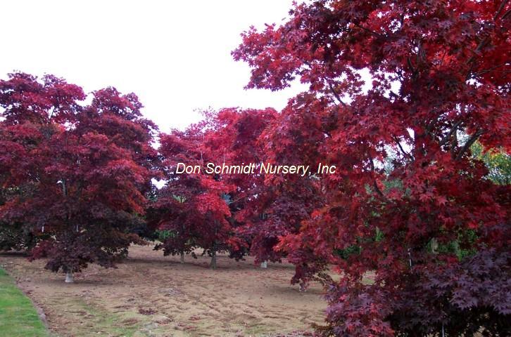 Japanese Maple - Bloodgood Red