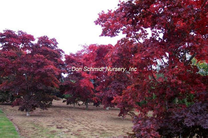 Japanese Maple - Bloodgood Red