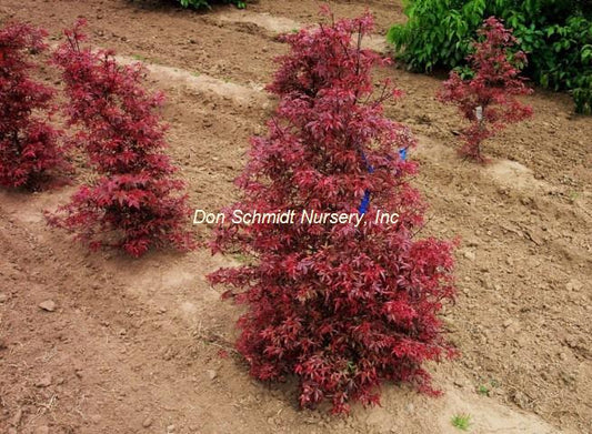 Japanese Maple - Beni Fushigi