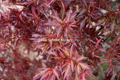 Japanese Maple - Beni Hagoromo