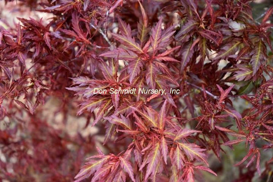 Japanese Maple - Beni Hagoromo