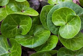 Asarum 'European' Ginger