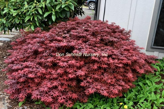 Japanese Maple - Rhode Island Red