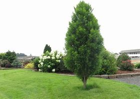 Bald Cypress - Lindsey's Skyward