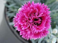 Dianthus Star Double Starlette