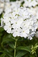 Phlox 'Flame White' Tall Garden Phlox